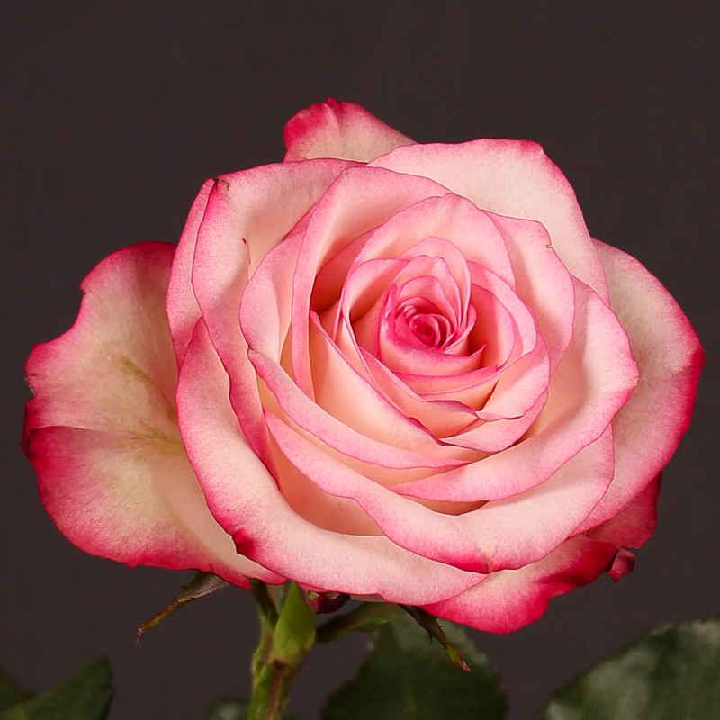 5 varietà di rose da conoscere DeAbyDay